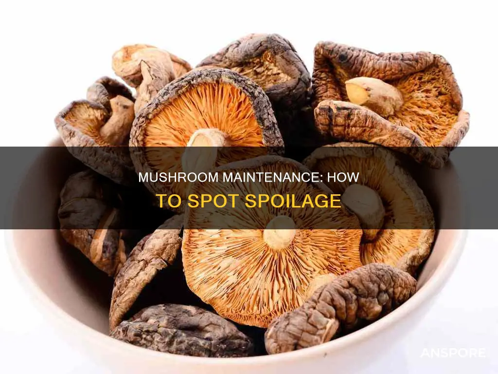 have my mushrooms spoiled