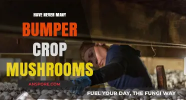 Mushroom Mystery: Why the Scarcity?