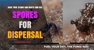 True Stems, Roots, and Spores: Exploring Unique Plant Dispersal Methods