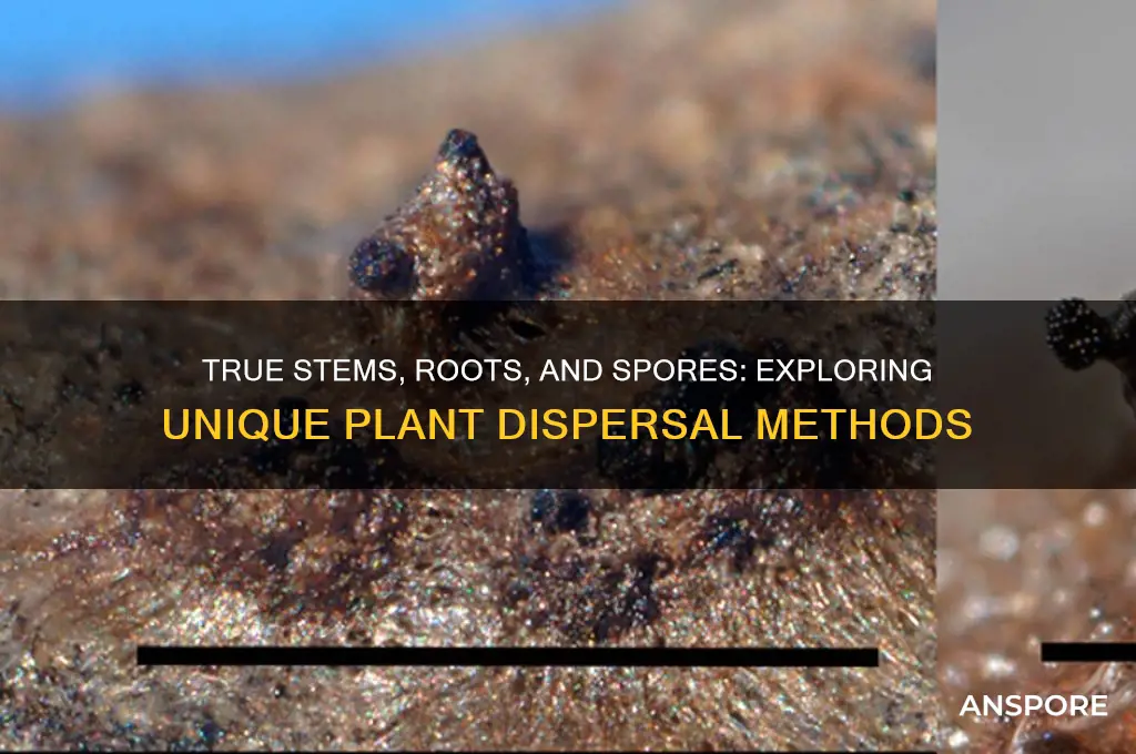 have true stems and roots and use spores for dispersal