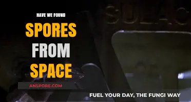 Have We Discovered Alien Spores in Our Atmosphere?