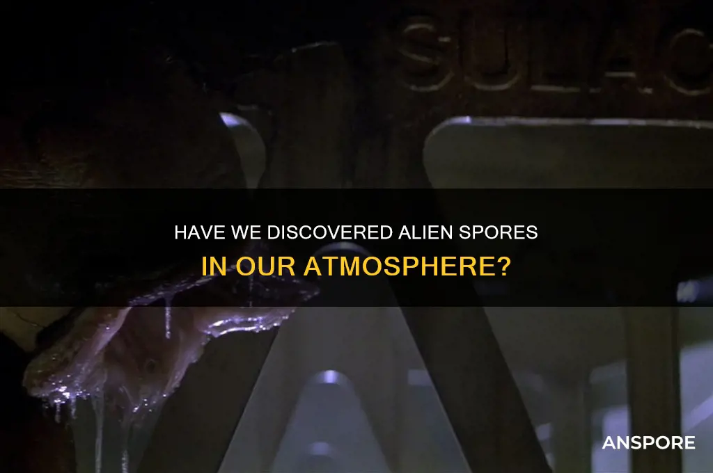 have we found spores from space