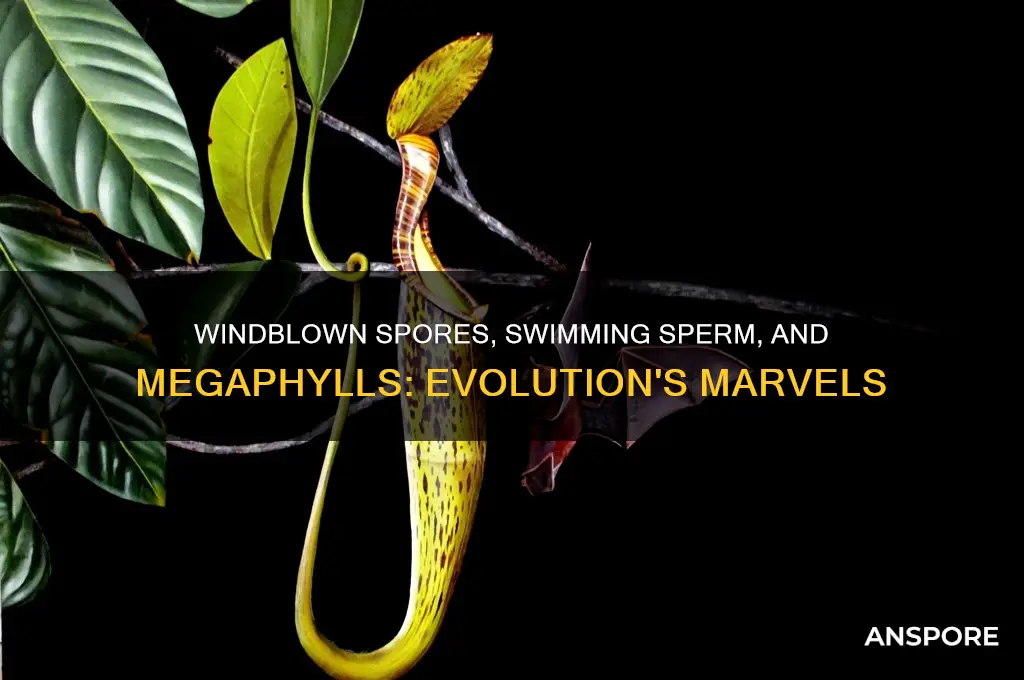 have windblown spores swimming sperm and megaphylls