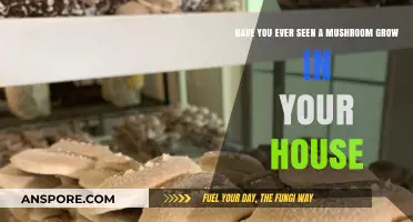 Mushroom Surprise: Uncovering Unexpected Indoor Fungal Growth in Your Home
