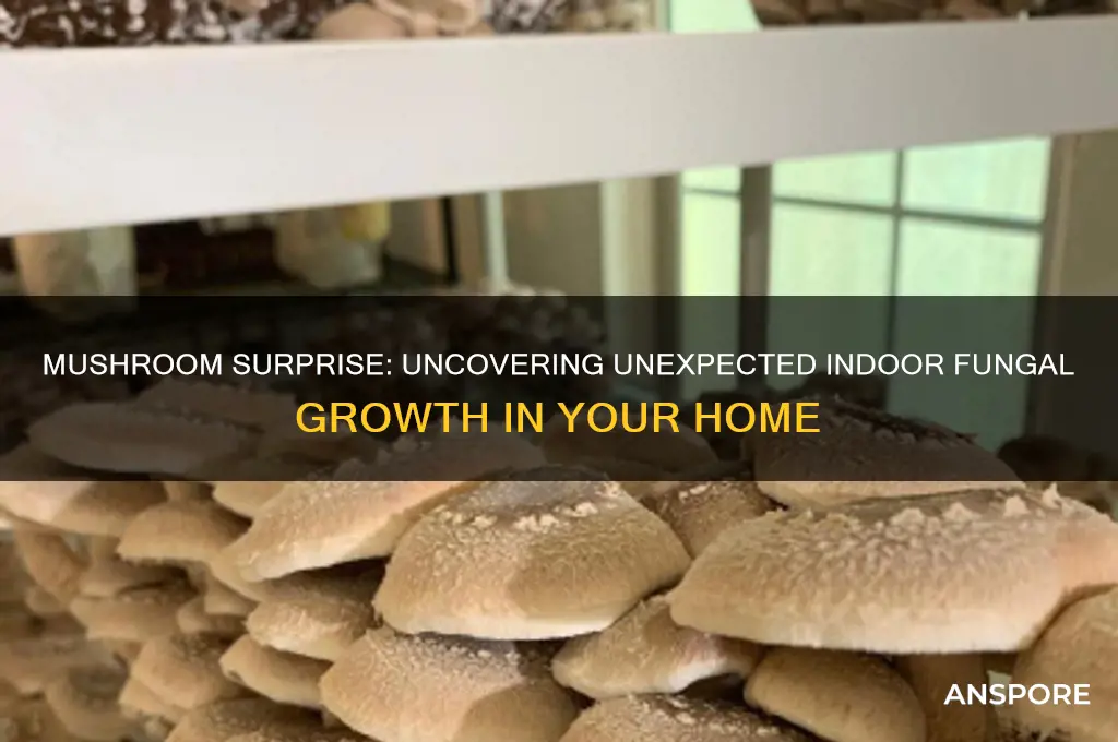have you ever seen a mushroom grow in your house