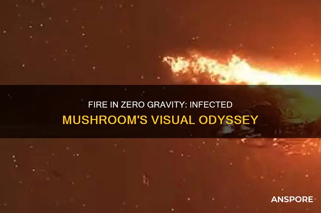 have you ever seen fire in zero gravity infected mushroom