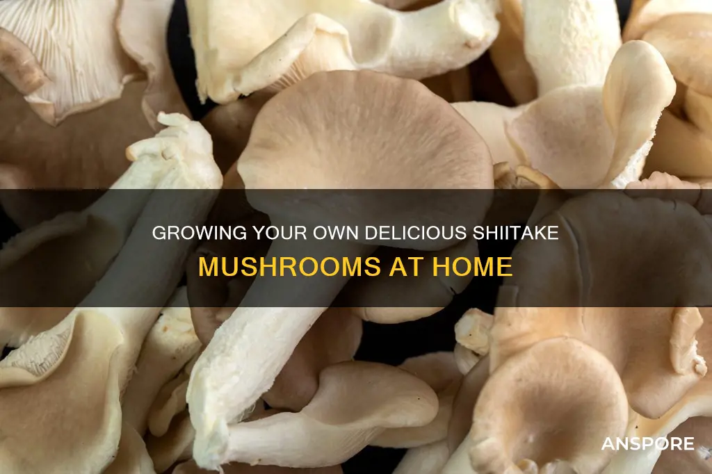 how 2 sata mushrooms