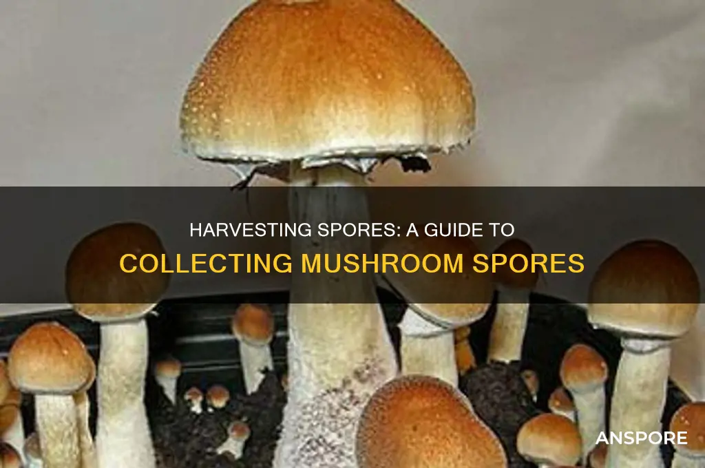 how 5o harvest your own spores from mushrooms