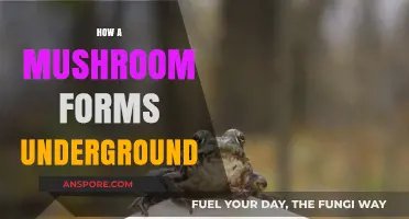 Mushroom Magic: Underground Formation
