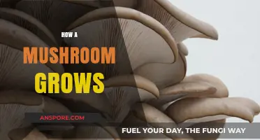 The Fascinating Journey of Mushroom Growth: From Spores to Fruiting