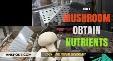 Mushrooms' Unique Way of Absorbing Nutrients