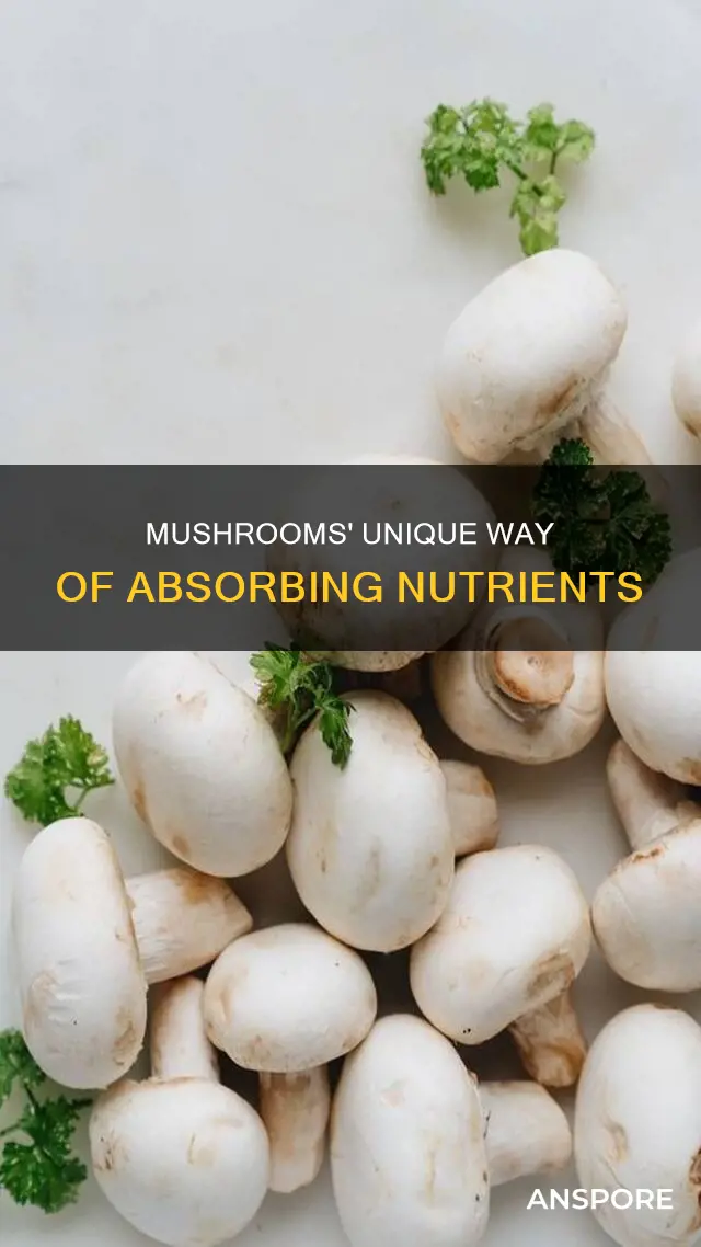how a mushroom obtain nutrients