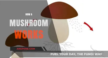 Mushroom Mechanics: Understanding the Fungal Kingdom
