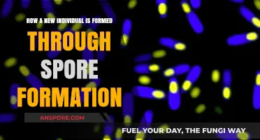 Spore Formation: Unveiling the Birth of New Individuals