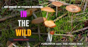 Psychedelic Mushrooms: Nature's Abundant Mind-Altering Fungi