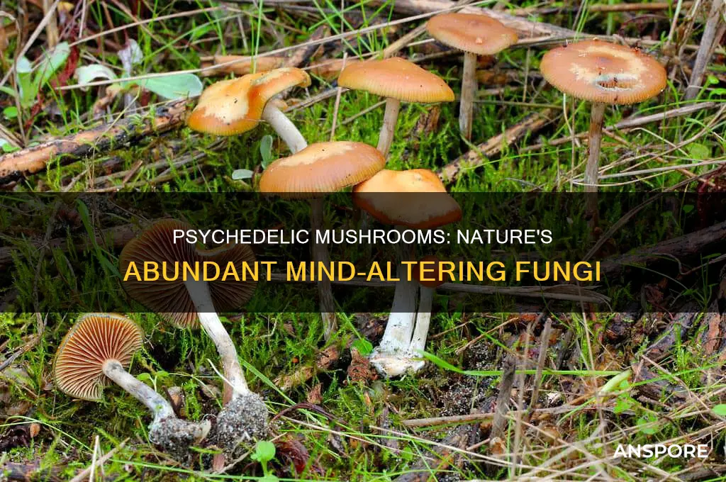 how abundant are psychedlic mushrooms in the wild