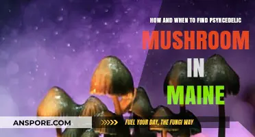 Maine's Psychedelic Mushroom Foraging: Timing, Tips, and Safe Practices