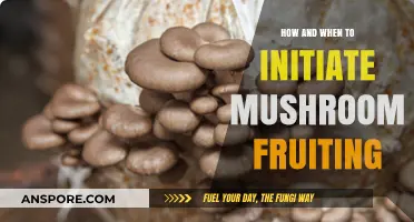Initiating Mushroom Fruiting: A Step-by-Step Guide