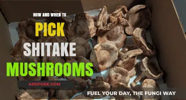 Picking Shiitake Mushrooms: Timing and Techniques