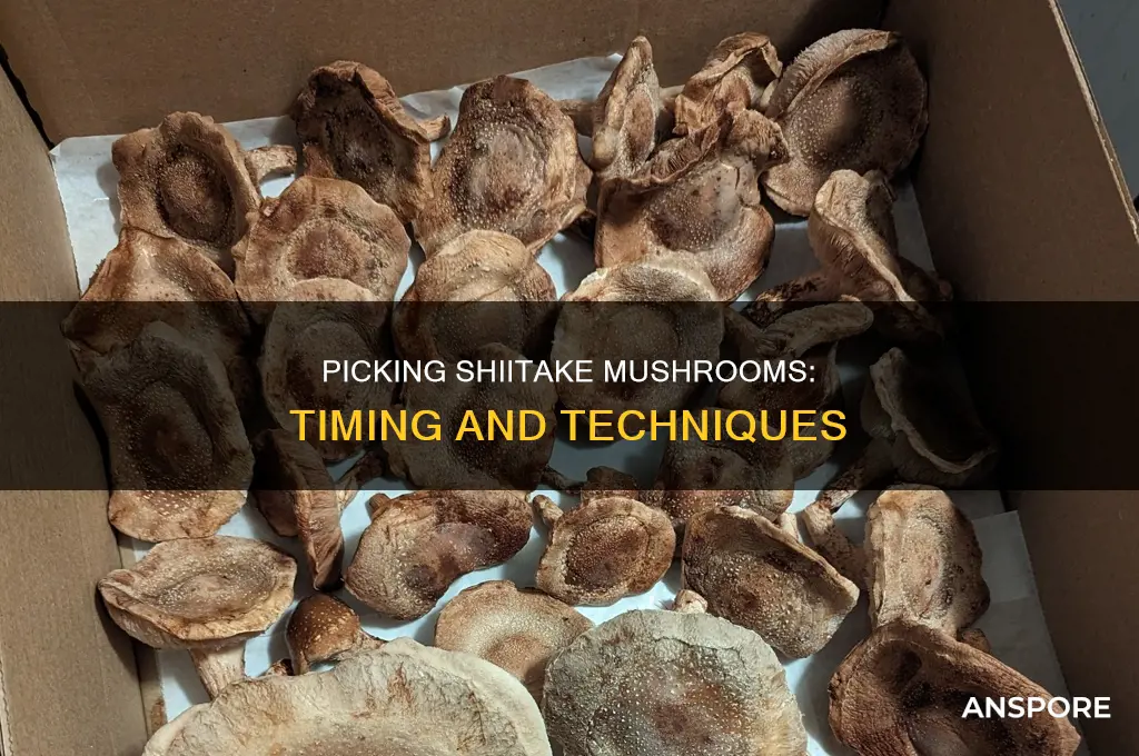 how and when to pick shitake mushrooms