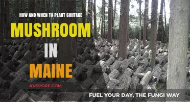 Planting Shiitake Mushrooms in Maine: Timing and Techniques