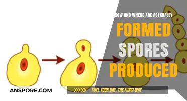 Understanding Asexual Spore Formation: Locations and Production Processes Explained