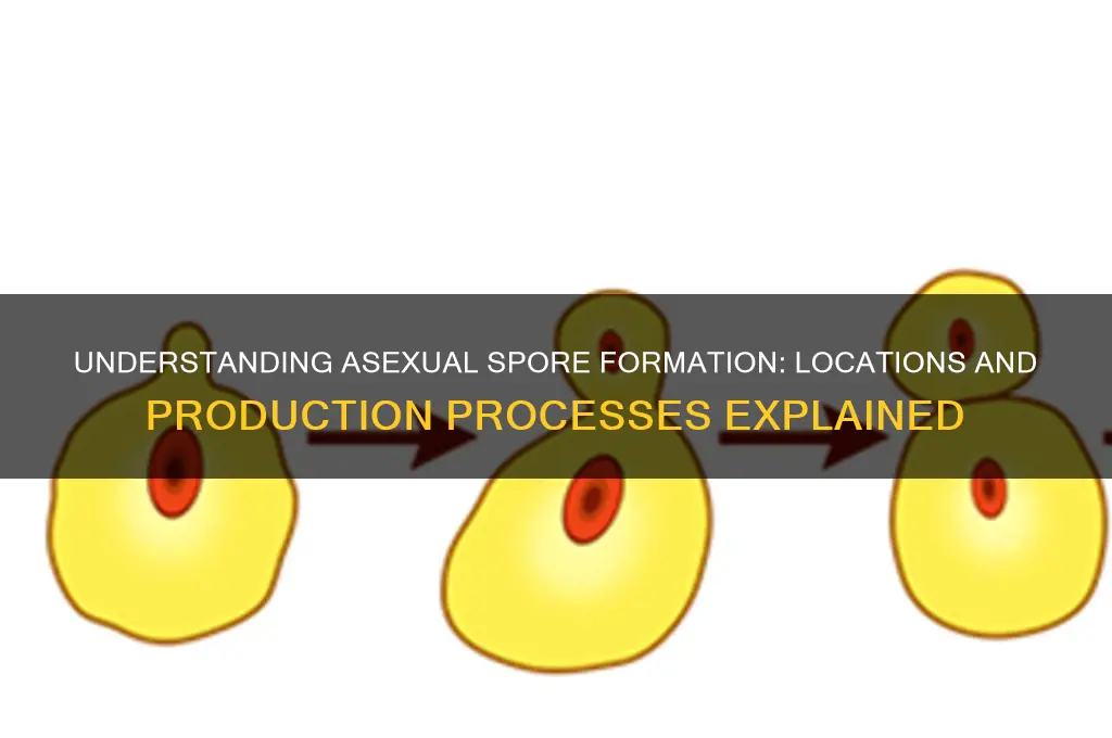 how and where are asexually formed spores produced