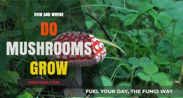 Exploring Mushroom Growth: Ideal Conditions and Natural Habitats Revealed