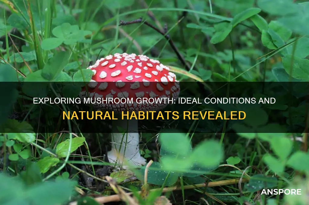 how and where do mushrooms grow
