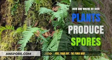 Seed Plants' Spore Production: Locations and Processes Explained