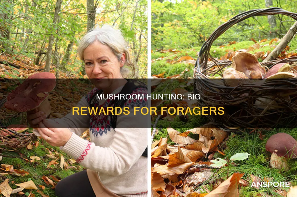 how and where to gather mushrooms for large returns
