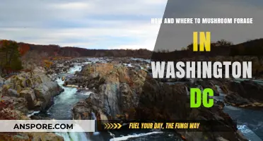Mushroom Foraging: A Guide to Washington, DC's Fungi