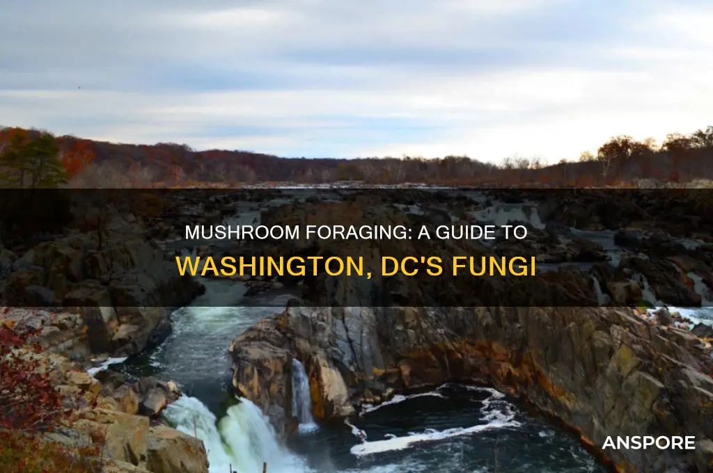how and where to mushroom forage in washington dc