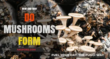 Mushroom Mysteries: Formation and Purpose
