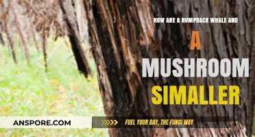 Humpback Whales and Mushrooms: Unlikely Similarities