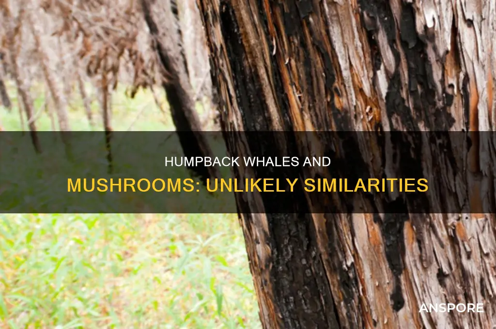 how are a humpback whale and a mushroom simaller