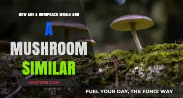 Humpback Whales and Mushrooms: Unlikely Similarities