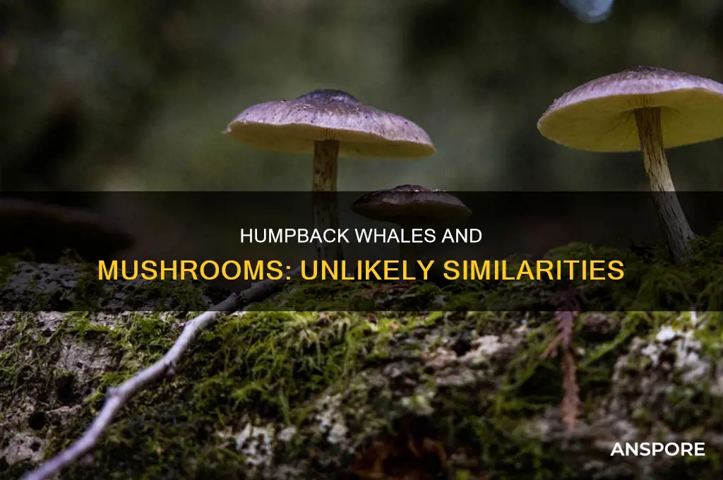 how are a humpback whale and a mushroom similar