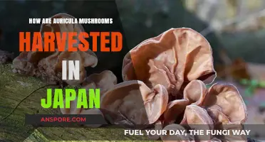 Auricularia Harvesting Techniques: Japan's Auricula Mushroom Secrets