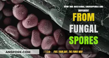 Bacterial Endospores vs. Fungal Spores: Key Differences Explained
