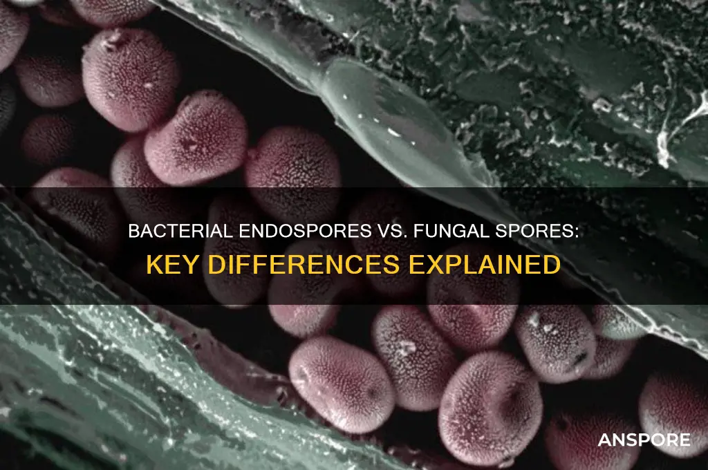 how are bacterial endospores are different from fungal spores