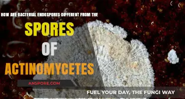Bacterial Endospores vs. Actinomycetes Spores: Key Differences Explained