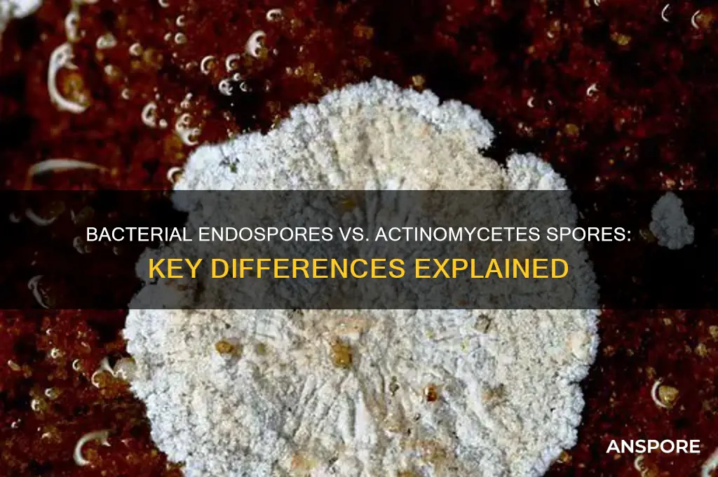 how are bacterial endospores different from the spores of actinomycetes