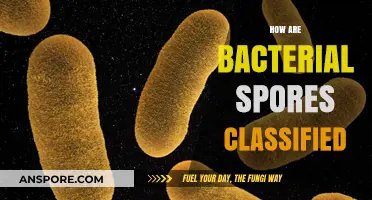 Understanding Bacterial Spores: Classification, Types, and Key Characteristics Explained