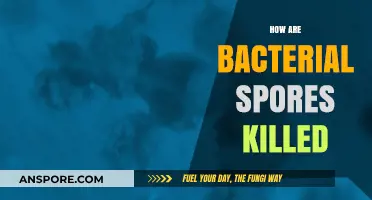 Effective Methods to Eradicate Bacterial Spores: A Comprehensive Guide