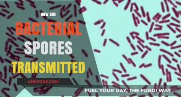 Understanding Bacterial Spores: Transmission Routes and Prevention Strategies