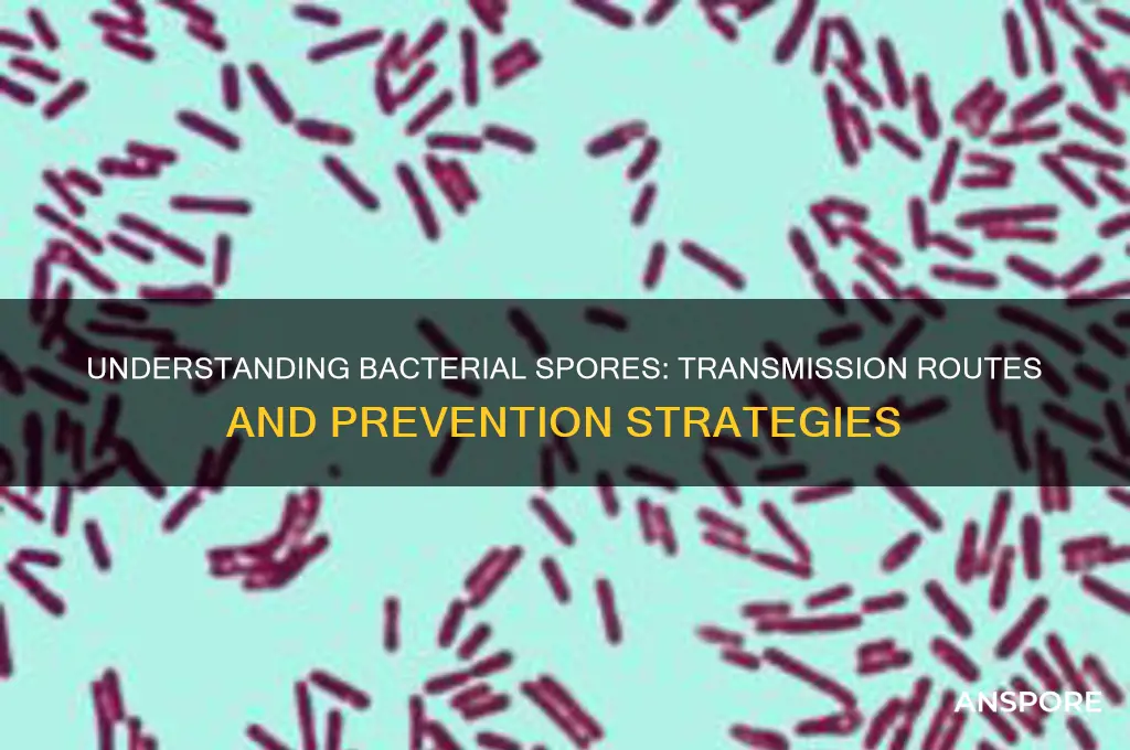 how are bacterial spores transmitted