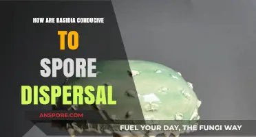 Basidia's Role in Efficient Mushroom Spore Dispersal Explained