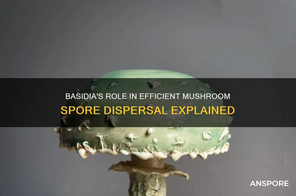 how are basidia conducive to spore dispersal