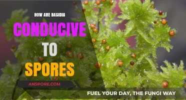 Basidia's Role in Efficiently Producing and Dispersing Fungal Spores